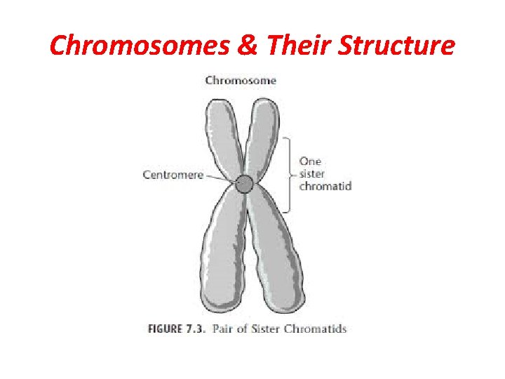 Chromosomes & Their Structure 