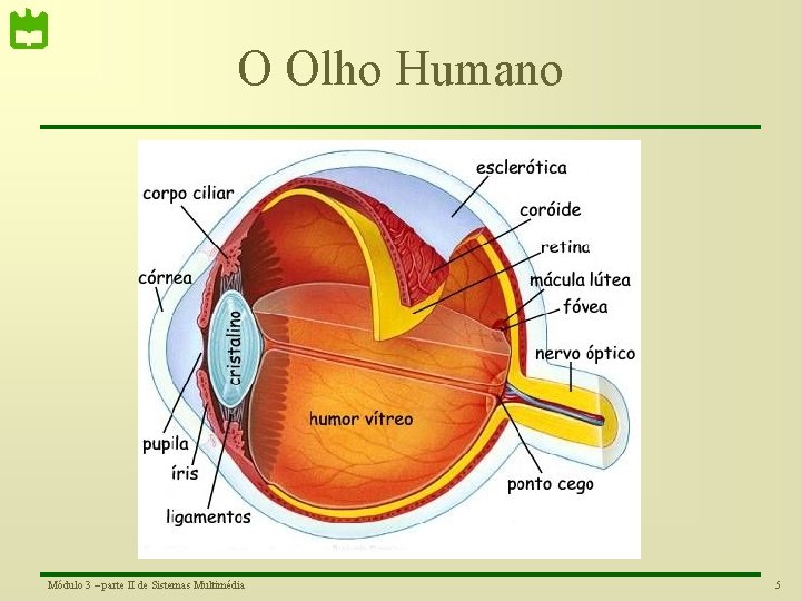 O Olho Humano Módulo 3 – parte II de Sistemas Multimédia 5 