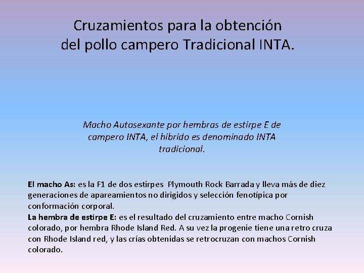Cruzamientos para la obtención del pollo campero Tradicional INTA. Macho Autosexante por hembras de