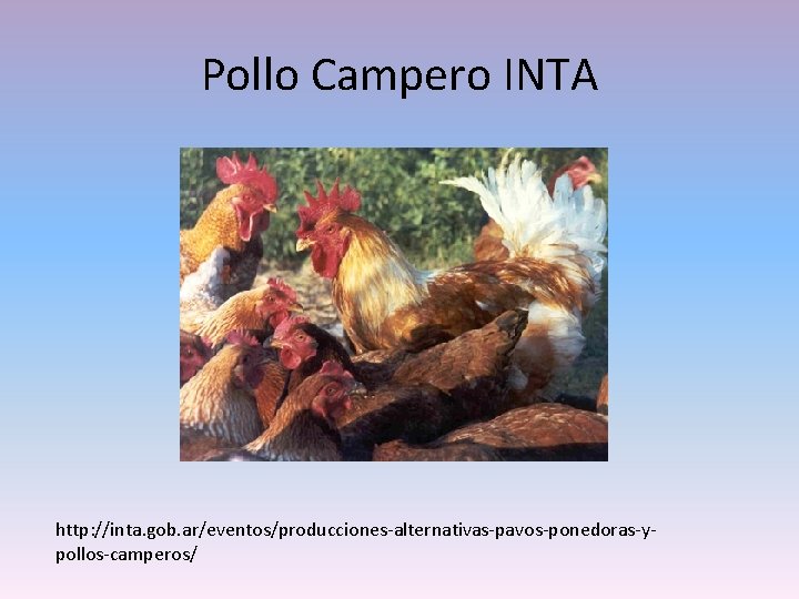 Pollo Campero INTA http: //inta. gob. ar/eventos/producciones-alternativas-pavos-ponedoras-ypollos-camperos/ 