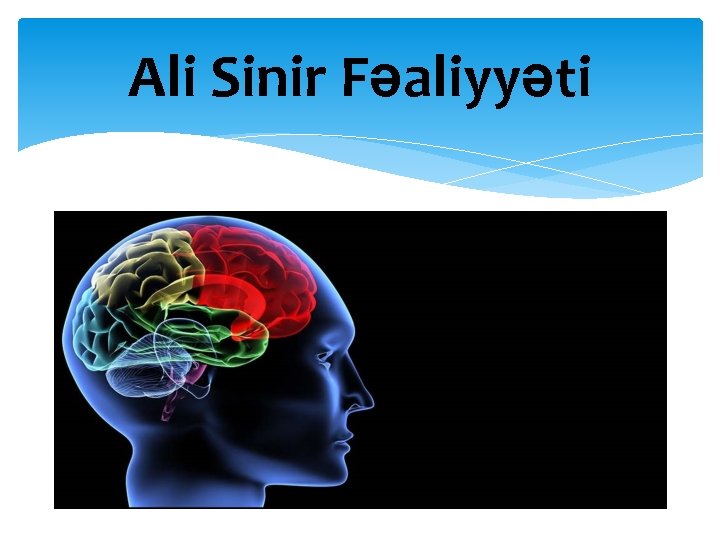 Ali Sinir Fəaliyyəti 