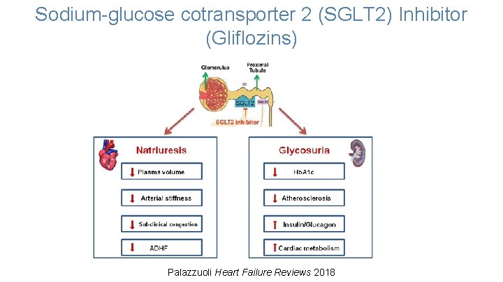 Sodium-glucose cotransporter 2 (SGLT 2) Inhibitor (Gliflozins) Palazzuoli Heart Failure Reviews 2018 