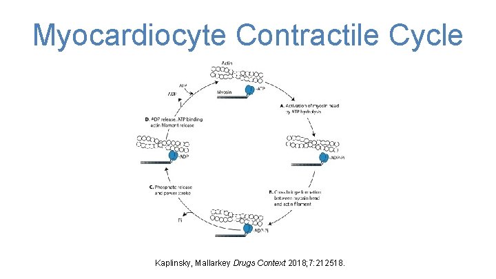 Myocardiocyte Contractile Cycle Kaplinsky, Mallarkey Drugs Context 2018; 7: 212518. 