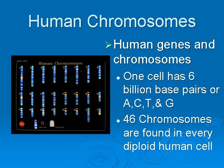 Human Chromosomes Ø Human genes and chromosomes One cell has 6 billion base pairs