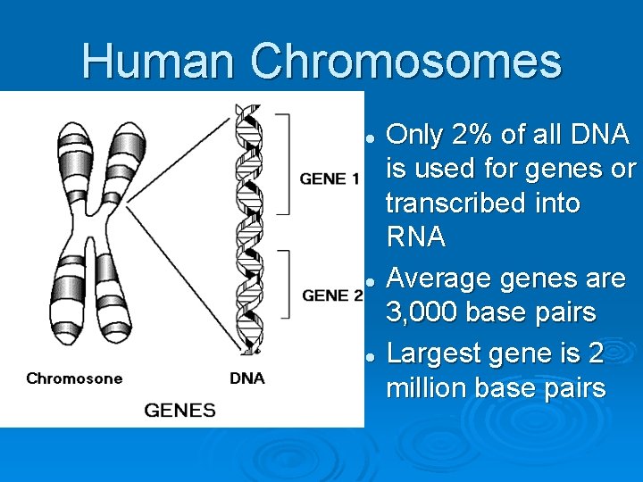 Human Chromosomes Only 2% of all DNA is used for genes or transcribed into