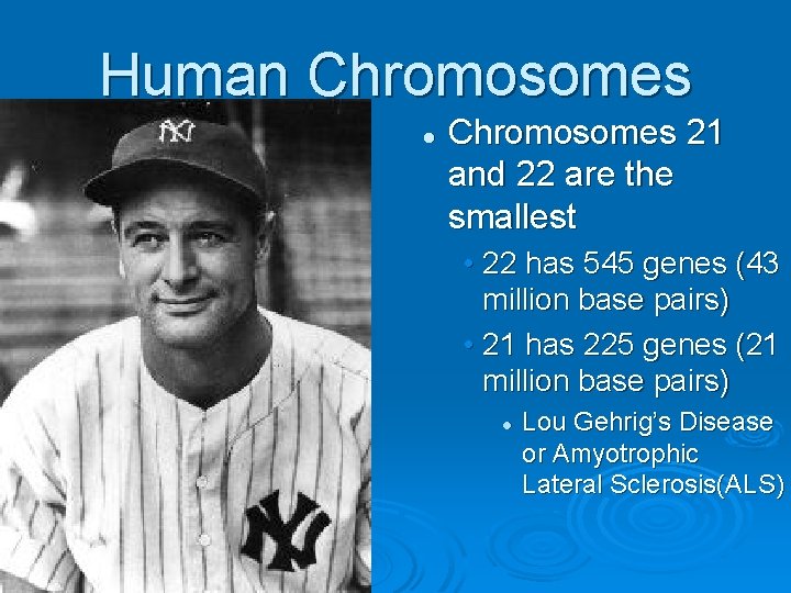 Human Chromosomes l Chromosomes 21 and 22 are the smallest • 22 has 545