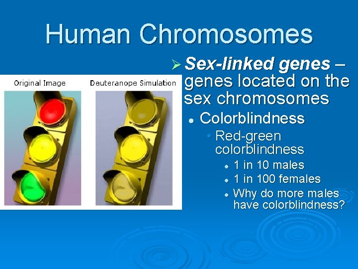 Human Chromosomes Ø Sex-linked genes – genes located on the sex chromosomes l Colorblindness