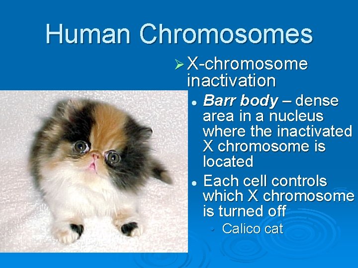 Human Chromosomes Ø X-chromosome inactivation Barr body – dense area in a nucleus where