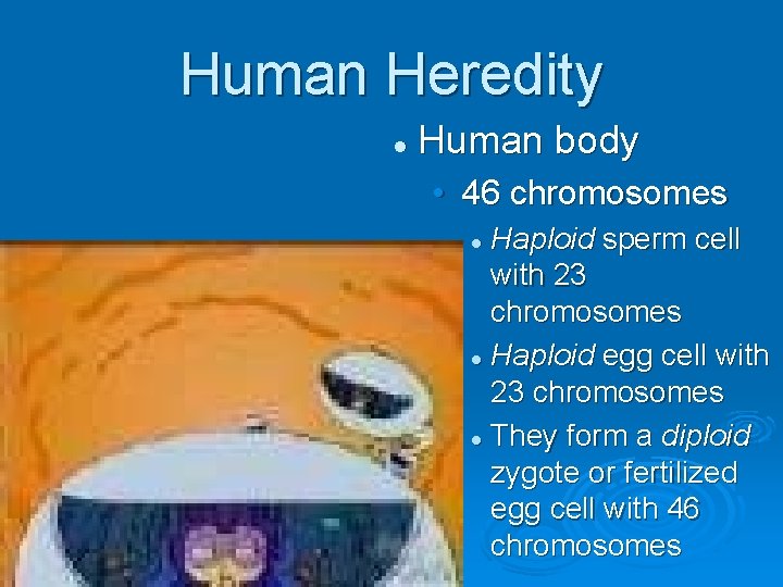 Human Heredity l Human body • 46 chromosomes Haploid sperm cell with 23 chromosomes