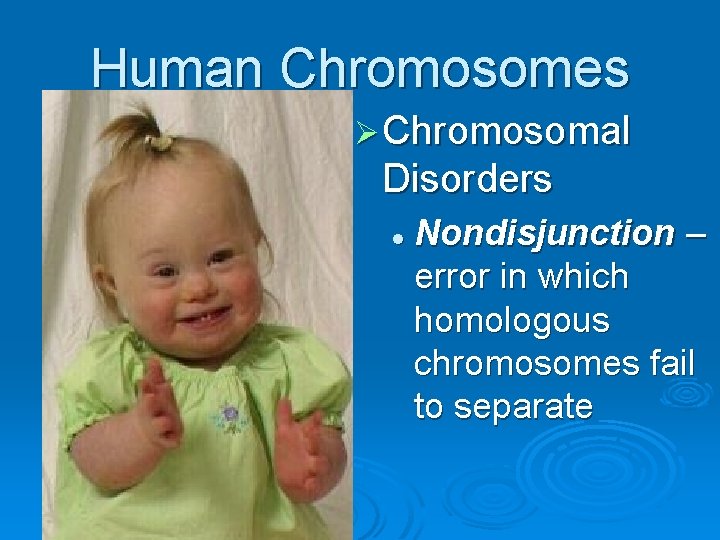 Human Chromosomes Ø Chromosomal Disorders l Nondisjunction – error in which homologous chromosomes fail