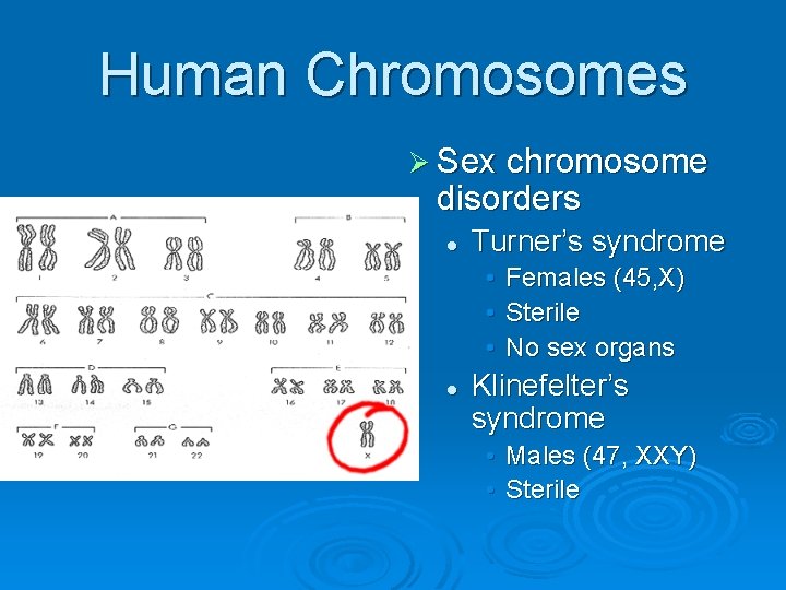 Human Chromosomes Ø Sex chromosome disorders l Turner’s syndrome • Females (45, X) •