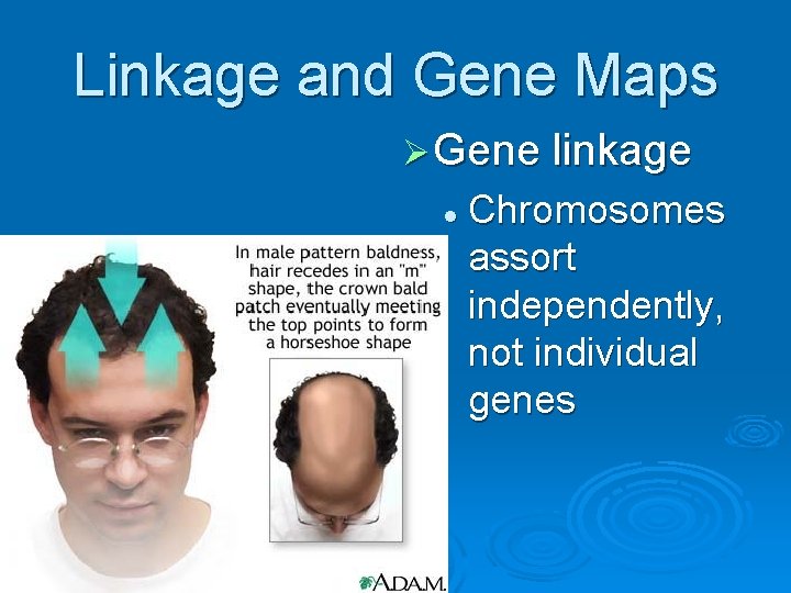 Linkage and Gene Maps Ø Gene linkage l Chromosomes assort independently, not individual genes