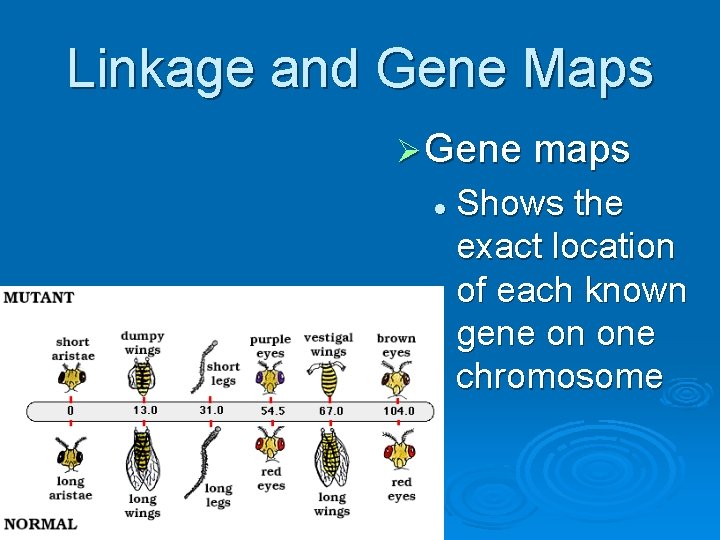 Linkage and Gene Maps Ø Gene maps l Shows the exact location of each