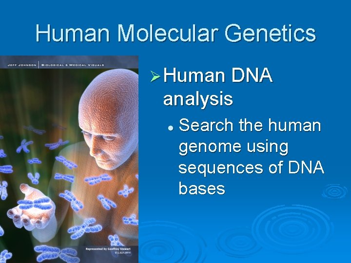 Human Molecular Genetics Ø Human DNA analysis l Search the human genome using sequences