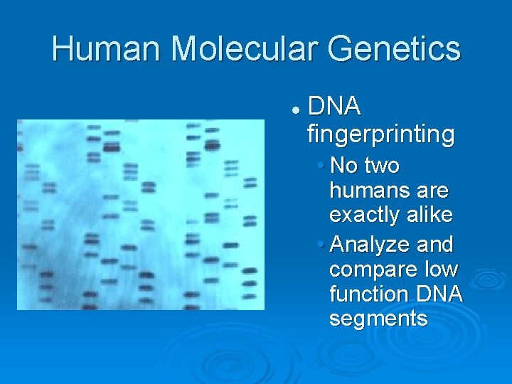 Human Molecular Genetics l DNA fingerprinting • No two humans are exactly alike •