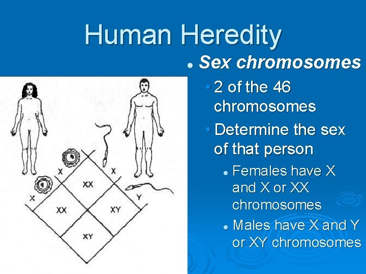 Human Heredity l Sex chromosomes • 2 of the 46 chromosomes • Determine the