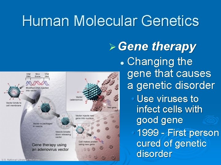 Human Molecular Genetics Ø Gene therapy l Changing the gene that causes a genetic