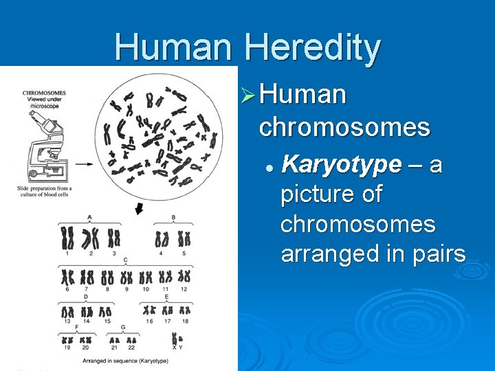 Human Heredity Ø Human chromosomes l Karyotype – a picture of chromosomes arranged in