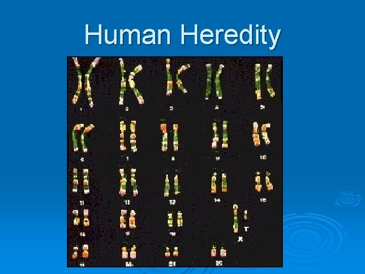 Human Heredity 