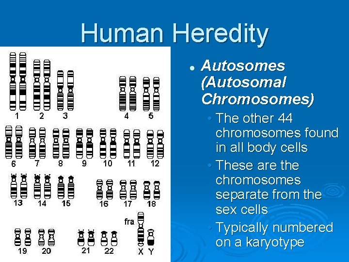 Human Heredity l Autosomes (Autosomal Chromosomes) • The other 44 chromosomes found in all