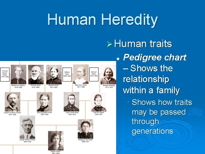Human Heredity Ø Human traits l Pedigree chart – Shows the relationship within a