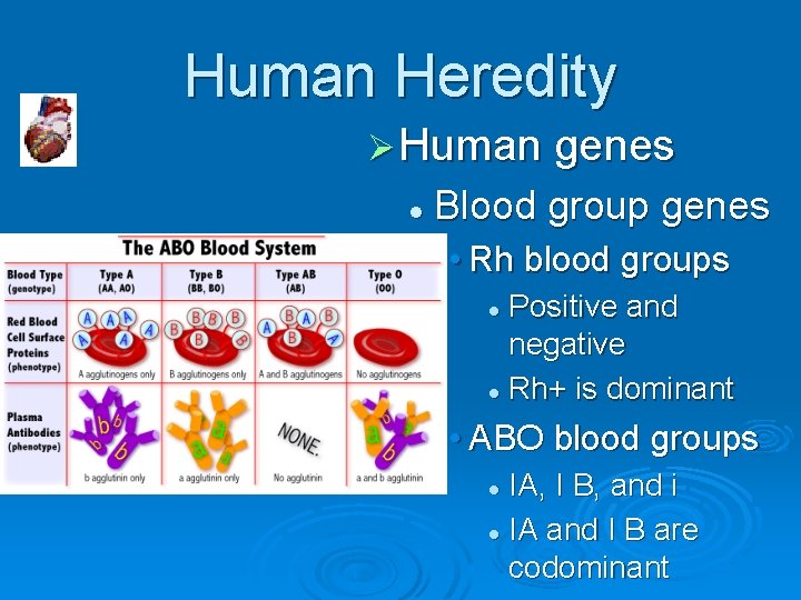 Human Heredity Ø Human genes l Blood group genes • Rh blood groups Positive