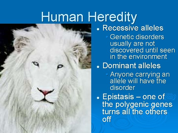 Human Heredity l Recessive alleles • Genetic disorders usually are not discovered until seen