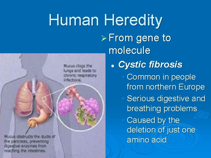 Human Heredity Ø From gene to molecule l Cystic fibrosis • Common in people