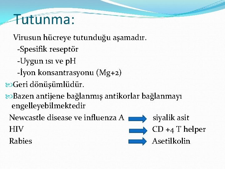 Tutunma: Virusun hücreye tutunduğu aşamadır. -Spesifik reseptör -Uygun ısı ve p. H -İyon konsantrasyonu