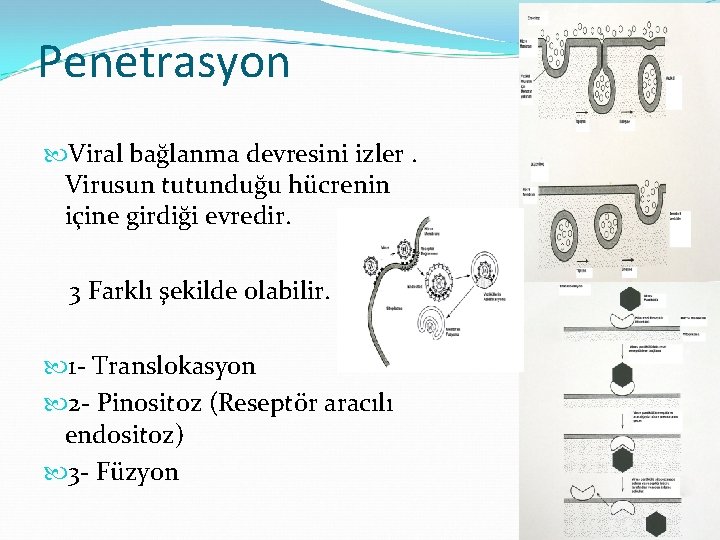 Penetrasyon Viral bağlanma devresini izler. Virusun tutunduğu hücrenin içine girdiği evredir. 3 Farklı şekilde