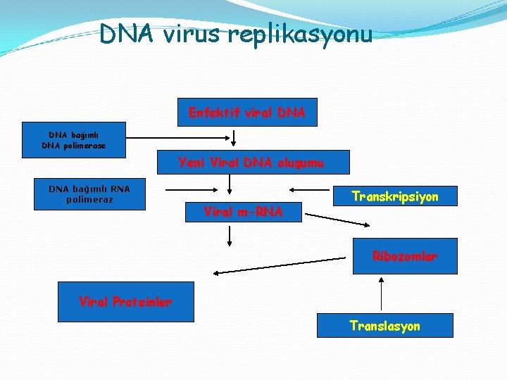 DNA virus replikasyonu Enfektif viral DNA bağımlı DNA polimerase Yeni Viral DNA oluşumu DNA