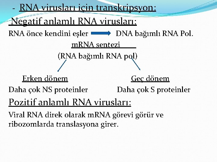 RNA virusları için transkripsyon: Negatif anlamlı RNA virusları: - RNA önce kendini eşler DNA