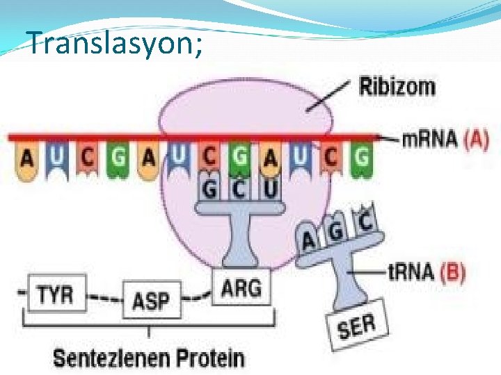 Translasyon; 