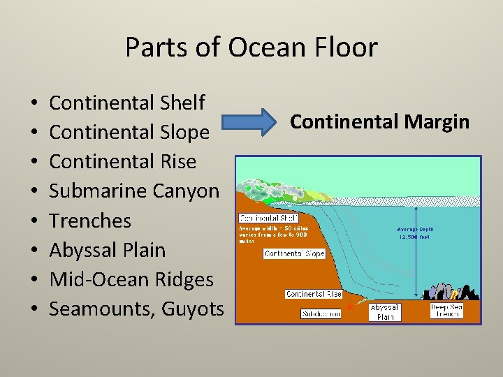 Parts of Ocean Floor • • Continental Shelf Continental Slope Continental Rise Submarine Canyon