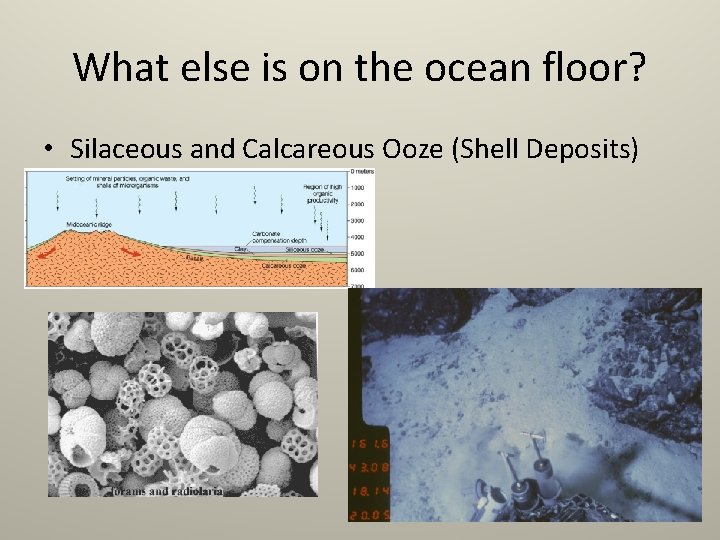 What else is on the ocean floor? • Silaceous and Calcareous Ooze (Shell Deposits)