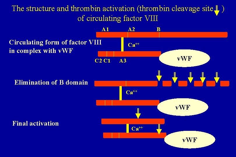 The structure and thrombin activation (thrombin cleavage site of circulating factor VIII A 1 The structure and thrombin activation (thrombin cleavage site of circulating factor VIII A 1