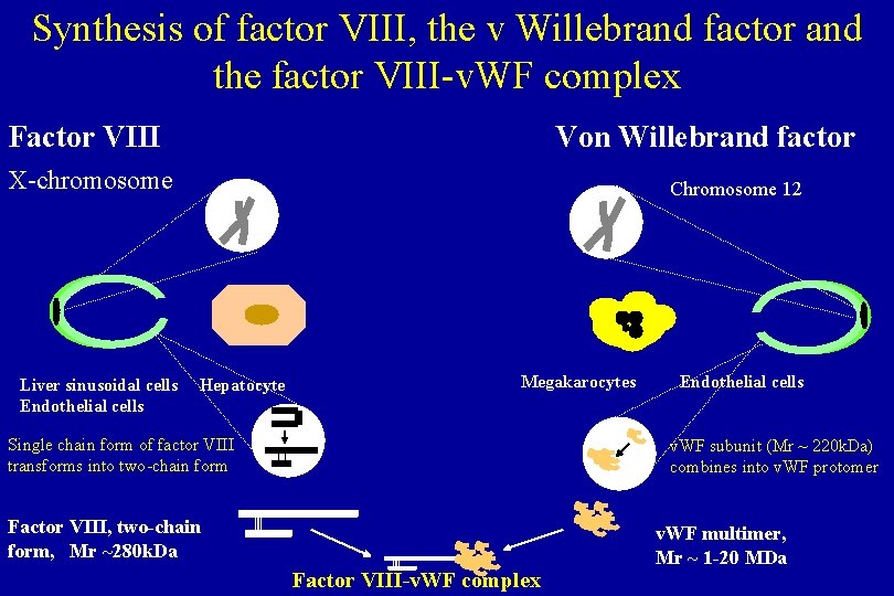 Synthesis of factor VIII, the v Willebrand factor and the factor VIII-v. WF complex