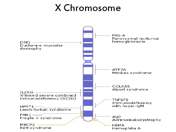 X Chromosome 