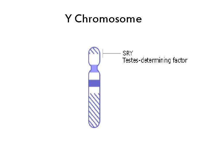 Y Chromosome 