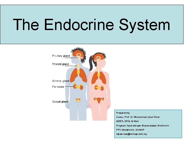 The Endocrine System Prepared by Assoc. Prof Dr Mohammad Iqbal Omar MBBS, DRM, M