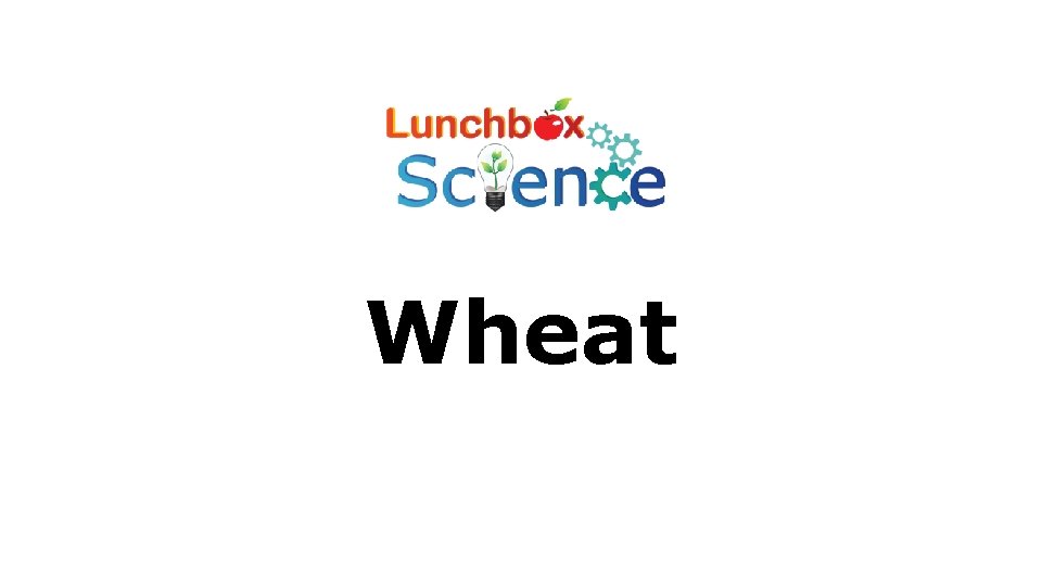 Wheat 