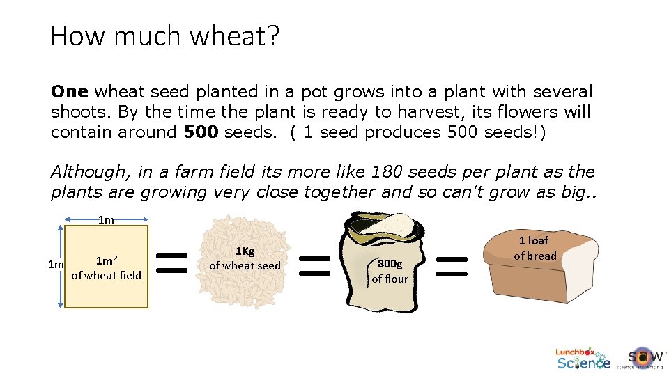 How much wheat? One wheat seed planted in a pot grows into a plant