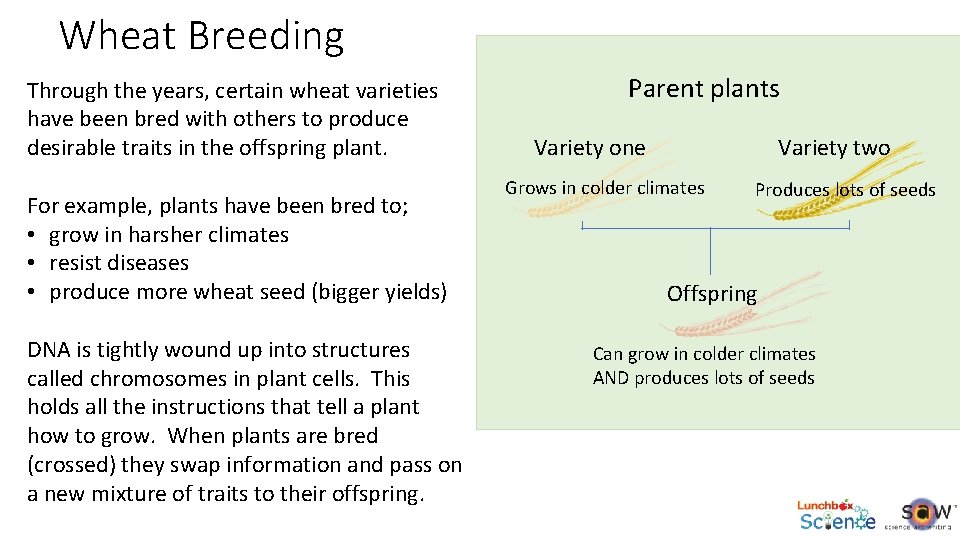 Wheat Breeding Through the years, certain wheat varieties have been bred with others to