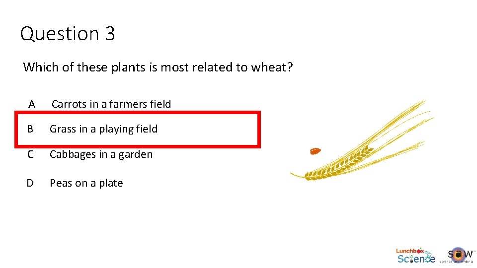 Question 3 Which of these plants is most related to wheat? A Carrots in