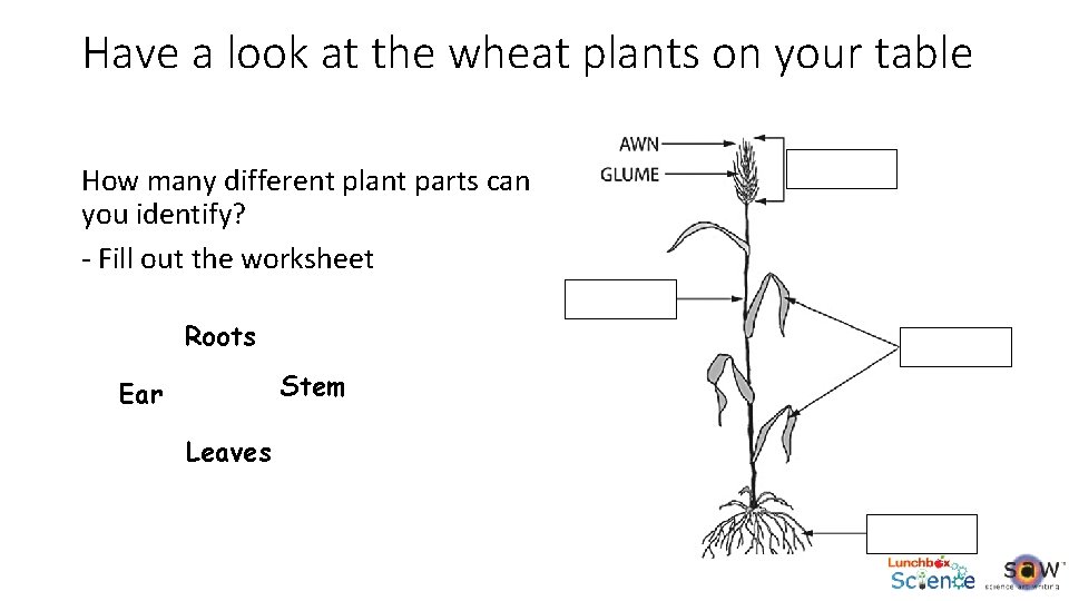 Have a look at the wheat plants on your table How many different plant