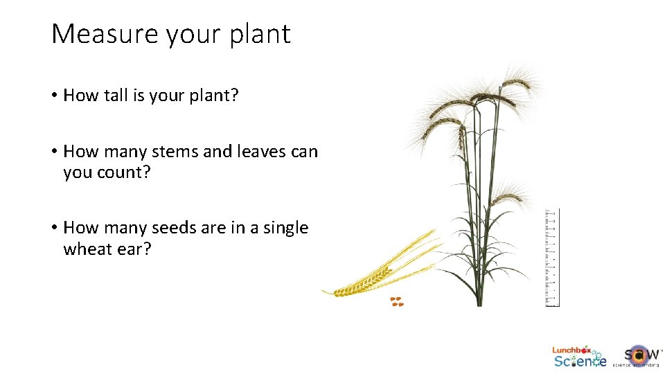 Measure your plant • How tall is your plant? • How many stems and