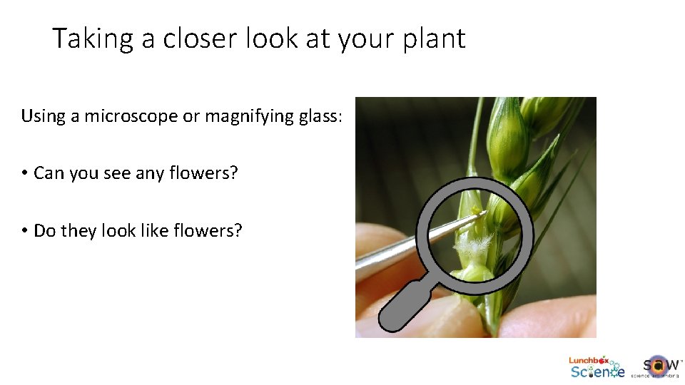 Taking a closer look at your plant Using a microscope or magnifying glass: •