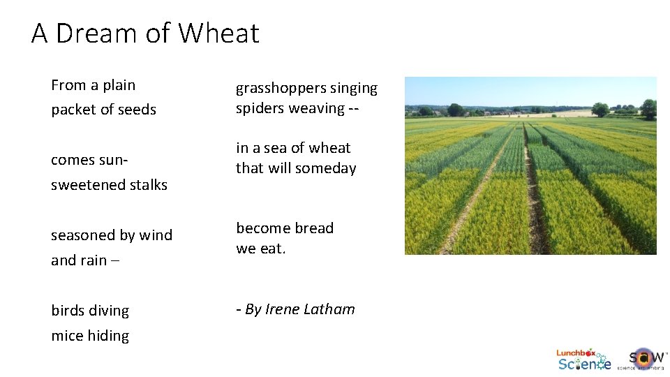 A Dream of Wheat From a plain packet of seeds comes sunsweetened stalks grasshoppers