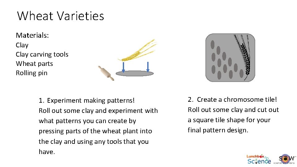 Wheat Varieties Materials: Clay carving tools Wheat parts Rolling pin 1. Experiment making patterns!