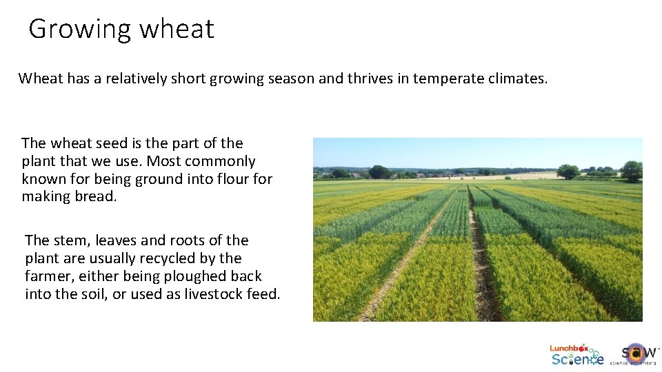 Growing wheat Wheat has a relatively short growing season and thrives in temperate climates.